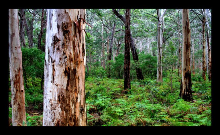 Margaret River Forest